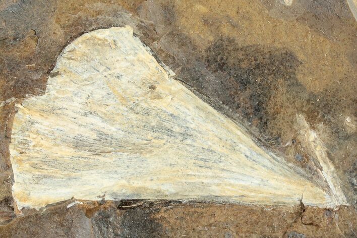 1.9" Fossil Ginkgo Leaf From North Dakota - Paleocene